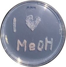 The methylotrophic bacterium Methylorubrum extorquens growing on an agar plate with methanol